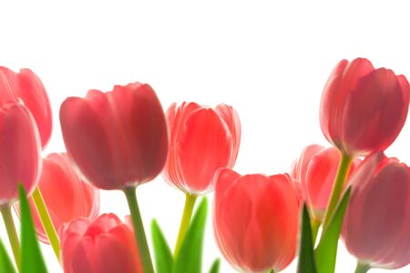 Border of Beautiful Tulips,  isolated on white background, soft focusの写真素材