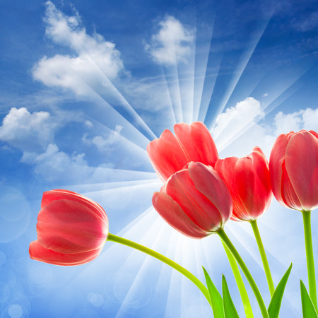 Amazing Tulips on fantastic blue sky background with sunbeams and defocused bocheの写真素材