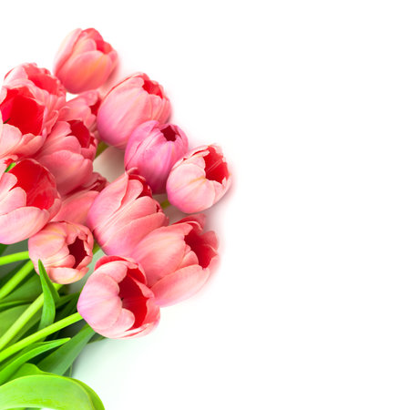 Beautiful  Pink Tulips, fresh flowers with love, isolated on whiteの写真素材