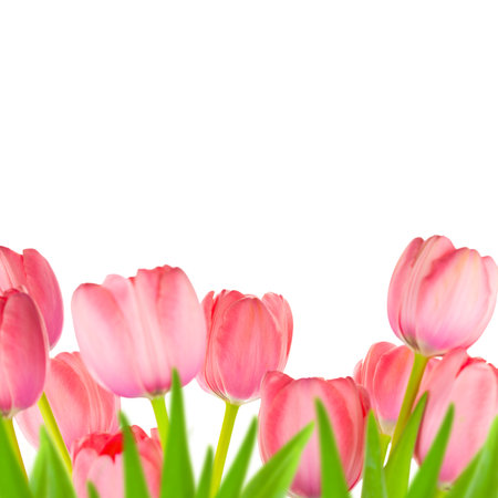 Spring Gentle Light-pink Tulips border, isolated on white backgroundの写真素材