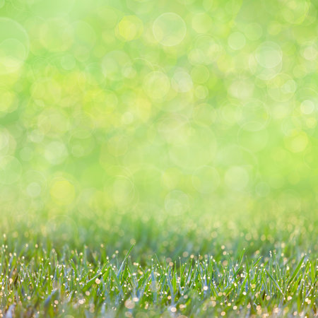 Green Grass with drops of dew -  defocused bokeh background, focus on the front grassの写真素材