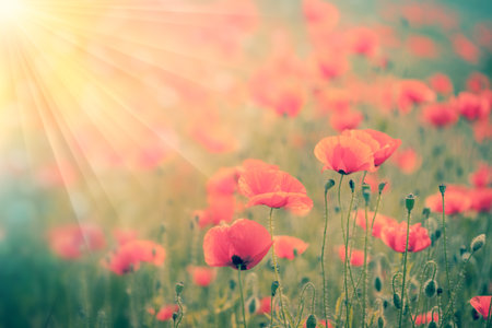 Fantastic  background of landscape  of Summer poppy field with golden sunbeams and defocused backdropの写真素材