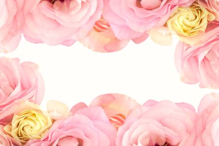 Gentle Pink  Flowers Border - isolated on white backgroundの写真素材