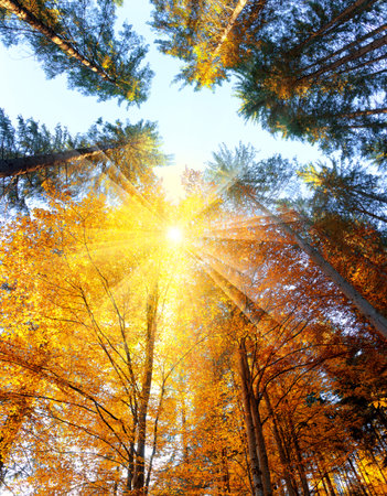Colorful Autumn Trees with sunbeams - beautiful sesonal  background, fall in the forest, big sizeの写真素材