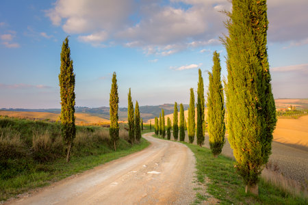 Cypresses Trees and ground road,  morning sky  - real nature, Tuscany rural landscape, Italy, Europeの写真素材
