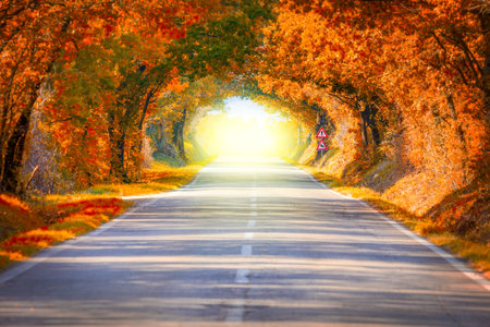 Autumn Fall Road landscape - Real trees tunnel and magic light,  beautiful autumnal colorsの写真素材