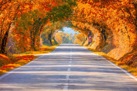 Autumn Fall Road landscape - Real trees tunnel,  beautiful autumnal colors, sunny dayの写真素材
