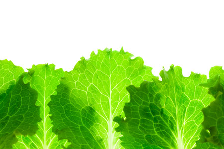 Fresh Lettuce Border /  leaves isolated on white background / close-upの写真素材