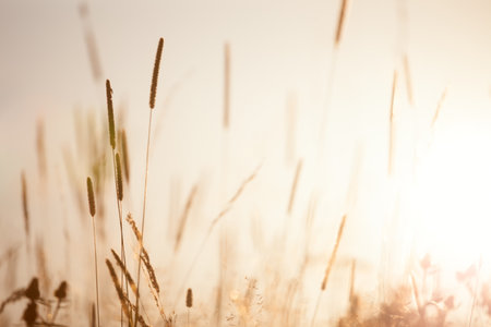 Meadow Floral nature in early sunny fresh morning - vintage soft  bokeh background,  wild flowers landscapeの写真素材