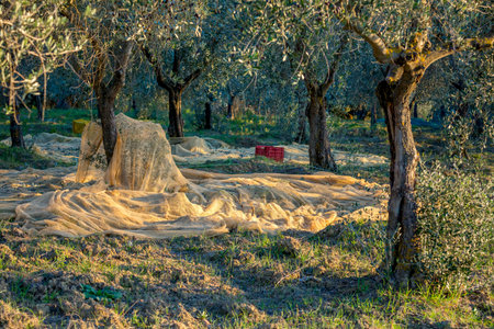 Olive trees plantation in harvesting time, autumn, agricultural landscape, Mediterranean culture, Europeの写真素材