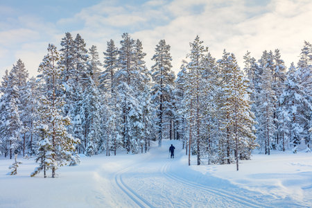 Skiing trail in beautiful winter forest and one skiing man - big trees covered snow, ski resort, Finland, Laplandの写真素材