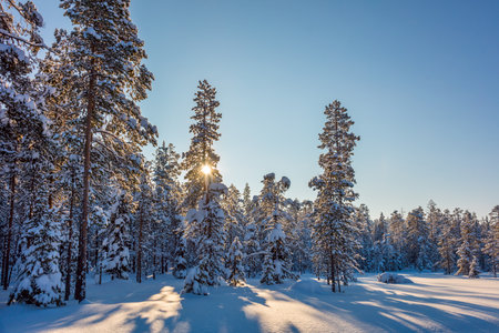 Winter Sunny Landscape Wallpaper with sun and snow covered trees - Beautiful North natureの写真素材