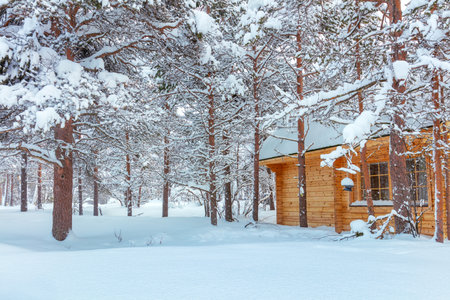 Winter forest Landscape after blizzard with small wooden house, big pine trees covered snow, beautiful winter weatherのeditorial素材