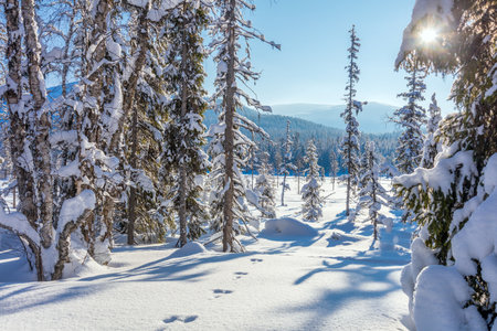 Real Sunny winter forest with blue sky and sunrays, a lot of snow, trees covered snow, beautiful northern landscape, Finlandの写真素材