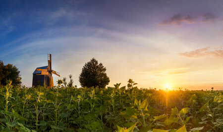 Panoramic view of an old wooden mill in a field at colorful sunset time. Nature, Landscape. Ukraine. Big sizeの写真素材