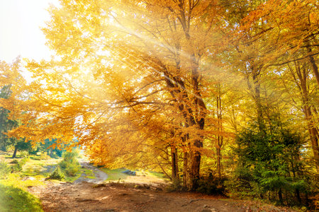 Golden Autumn season in forest park  - colorful trees and sun beams, calm sunny weather and good fall day, natural landscapeの写真素材