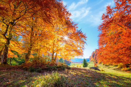 Colorful Landscape of Autumnal forest with real sun and orange trees on meadow, fall seasonの写真素材