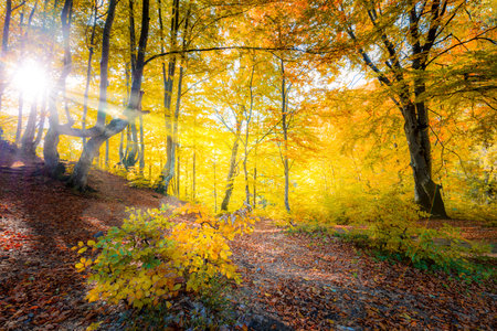 Sunshine in Golden Autumn forest  landscape and big trees with colorful leavesの写真素材