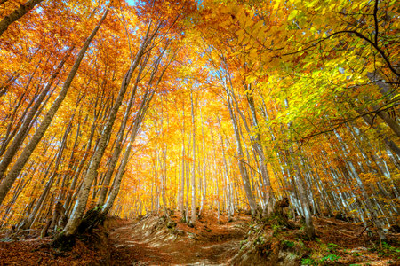 Vibrant Autumn scene in the forest with colorful leaves on tall trees, autumnal landscapeの写真素材