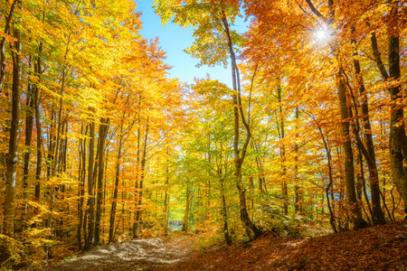 Vibrant morning scene in the forest with sun rays and colorful leaves on trees, autumnal landscapeの写真素材