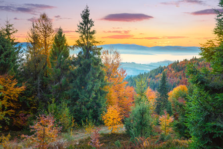 Autumn colorful forest in Mountains before sunrise, autumn season landscapeの写真素材