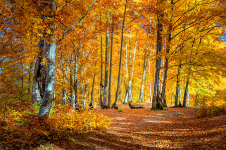 Beautiful Sunny day in Autumnal forest, yellow orange trees. Real landscape of autumnの写真素材