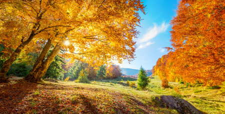 Panoramic landscape of Autumn trees on meadow, big colorful trees with golden leaves, real sun - beautiful autumn dayの写真素材