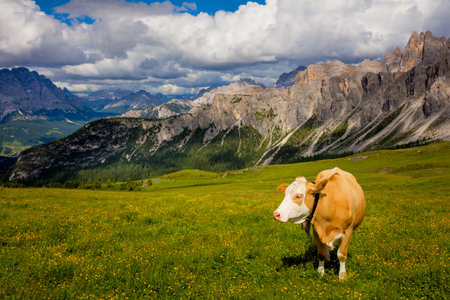 Alpine Mountain cows grazing on an alpine pasture in the Alps in summerの写真素材