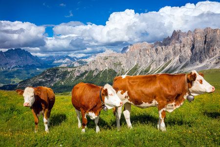 Amazing Eco Landscape with Cows in the Alps Mountains, Producing of famous eco milkの写真素材