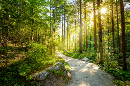 Empty Road through forest with real sun, beautiful summer morning, landscapeの写真素材