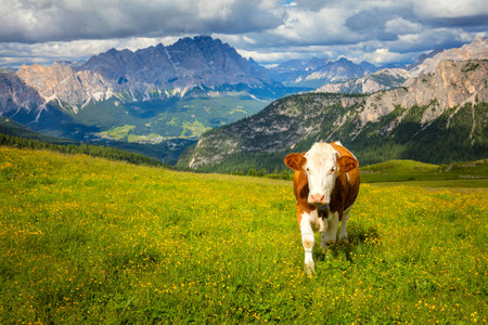 Eco Landscape with Cow in the Alps Mountains, Producing of famous eco milkの写真素材