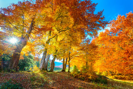 Golden Autumn season in forest - vibrant leaves on trees, sunny weather and nobody, real fall nature landscapeの写真素材