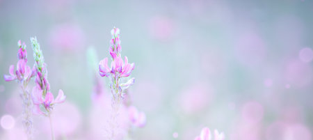Natural floral background - meadow gentle pink flowers in macro selective focus and pastel colors background, banner with empty spaceの写真素材