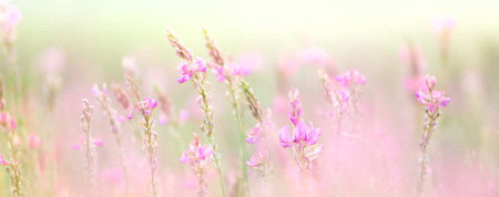 Natural meadow banner background -  gentle wild flowers in macro selective focus and pastel colors background, banner with empty spaceの写真素材