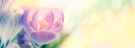 Delicate colors of first spring flowers crocuses on design banner background. Big panorama