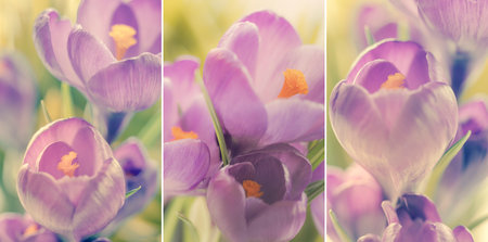 Spring crocuses flowers natural background. Holyday wallpaper, vintage tonedの写真素材