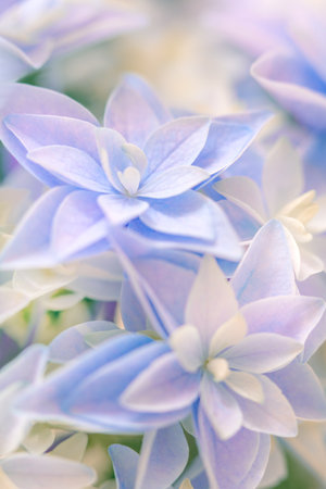 Light Natural background - gentle Hydrangea flower. Super macro of delicate small flowers. Screen...