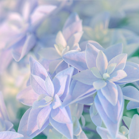 Gentle Hydrangea flower. Super macro of delicate small flowers.の写真素材