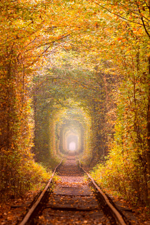 Golden Autumn Trees Tunnel with old railway - Tunnel of Love. Natural tunnel of love formed by trees. Ukraineの写真素材