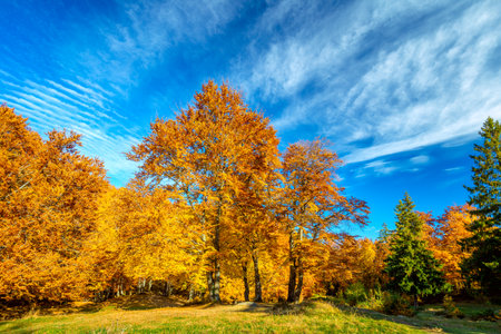 Autumn fall  landscape - big yellow orange trees in autumnal forest, blue sky, sunny day, colorful leavesの写真素材