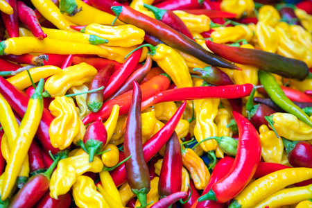 Chili pepper background. Multi-colored hot fresh peppers are ready to use. Fresh harvest pepper backgroundの写真素材