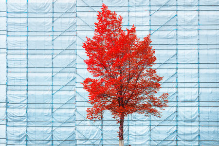 Under Construction! Growth, development, change and improvement, renewal and preservation. The tree is a symbol of growth and development. Concept web banner backgroundの写真素材