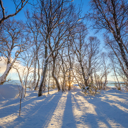 Winter park landscape, untouched snow. Early sunny morning. Long blue shadows on sparkling snow. Winter forest. Nice winter holiday in nature. Winter natural landscapeの写真素材