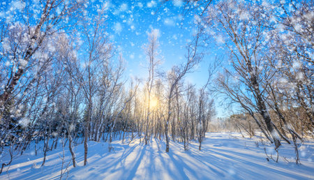 Fantasy Winter landscape - snowy forest and sun. The untouched snow sparkles. The trees are covered with frost and cast long shadows in the snow. Wonderful winter holiday in nature.の写真素材