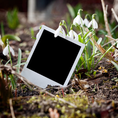 Instant film frame and a few snowdrops