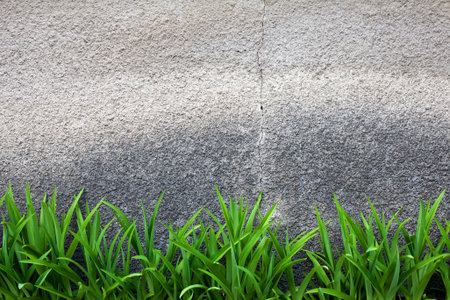 Green grass against a grey cracked wallの写真素材