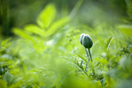 Green spring background with oriental poppyの写真素材