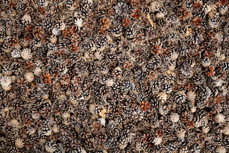 Pine cone backgroundの写真素材