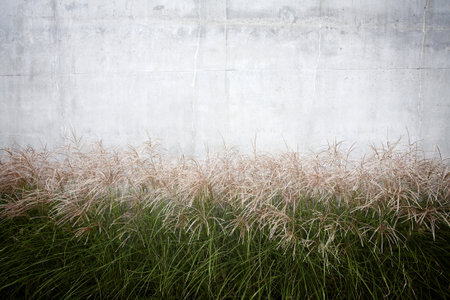 High grass against concrete wallの写真素材