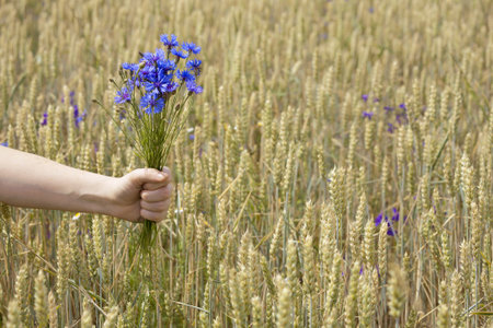 Female hand holding bluebottles against wheat fieldの写真素材